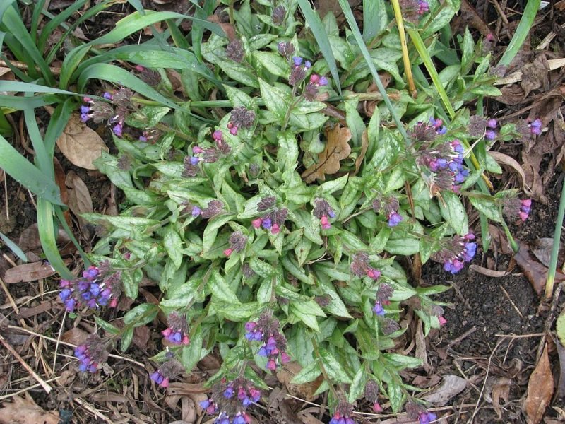 Lungwort 'Cotton Cool' (Pulmonaria 'Cotton Cool')