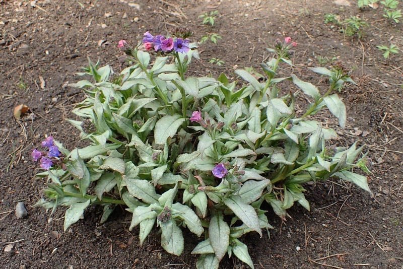 Lungwort 'Diana Clare' (Pulmonaria 'Diana Clare')