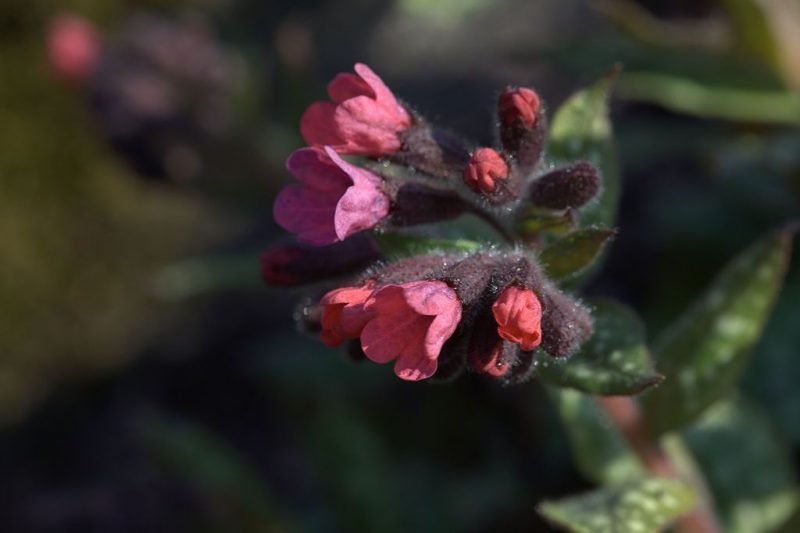 Lungwort 'Leopard' (Pulmonaria saccharata 'Leopard')