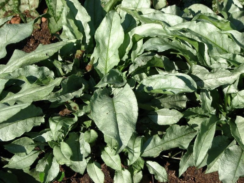 Lungwort 'Majesté' (Pulmonaria 'Majesté')