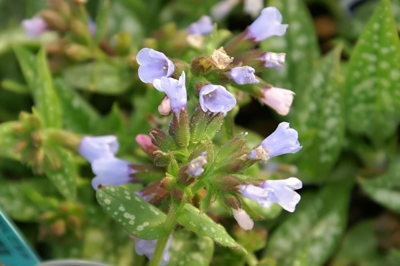 Lungwort 'Roy Davidson' (Pulmonaria 'Roy Davidson')