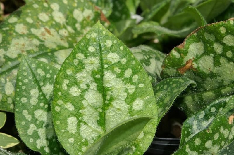 Lungwort 'Sissinghurst White' (Pulmonaria 'Sissinghurst White')
