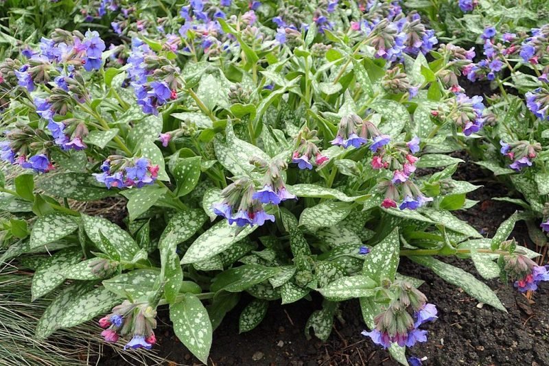 Lungwort 'Trevi Fountain' (Pulmonaria 'Trevi Fountain')