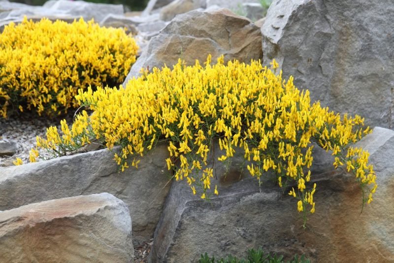 Lydian broom (Genista lydia)