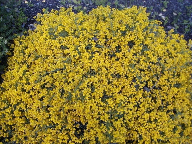 How to plant Lydian broom (Genista lydia)_1