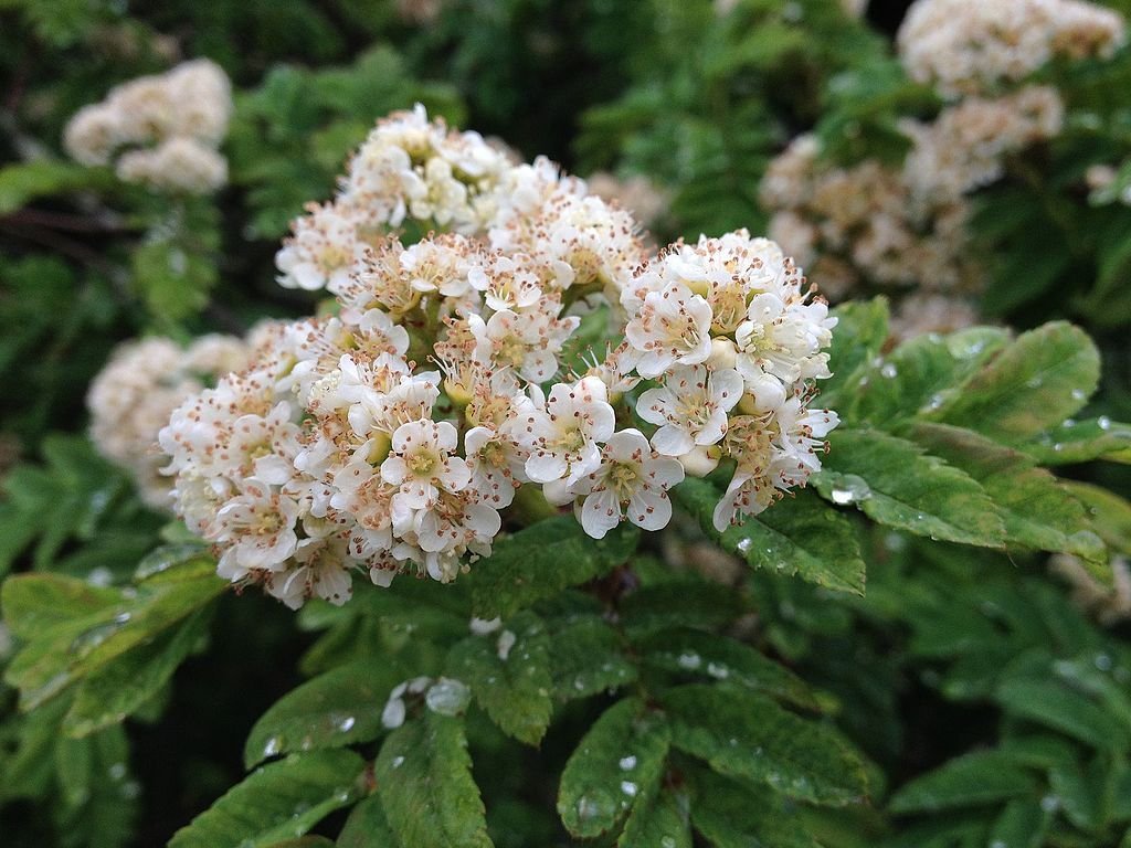 Madeira rowan (Sorbus aucuparia subsp. maderensis)