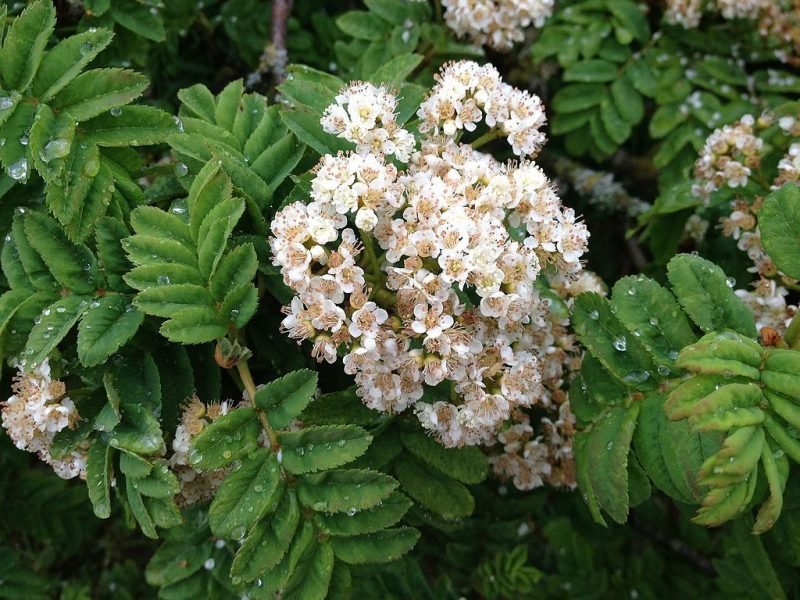 How to plant Madeira rowan (Sorbus aucuparia subsp. maderensis)_1