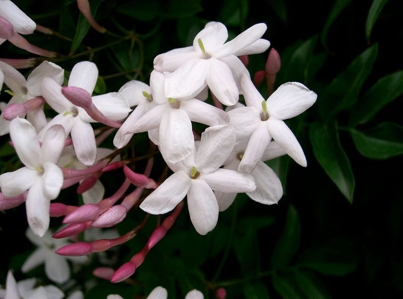 Many-flowered jasmine (Jasminum polyanthum)