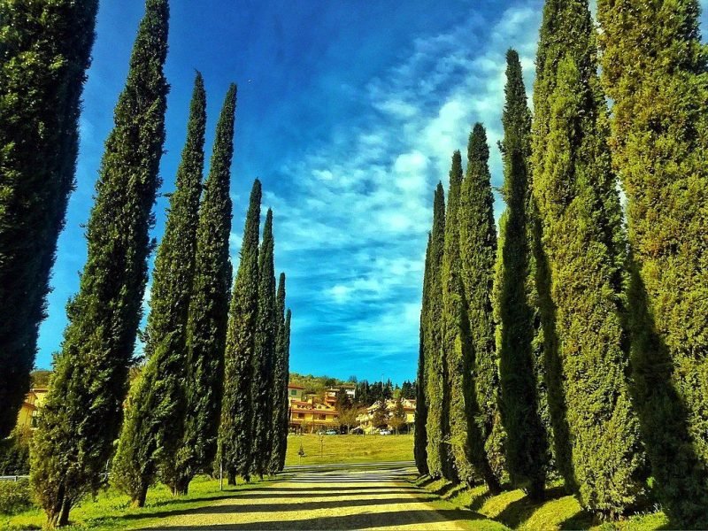 Mediterranean cypress (Cupressus sempervirens)