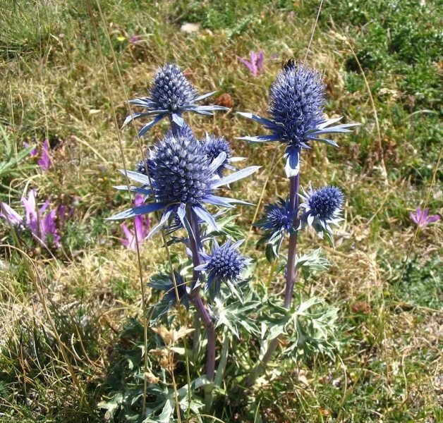Mediterranean sea holly (Eryngium bourgatii)