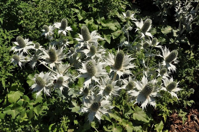 Miss Willmott's ghost (Eryngium giganteum)
