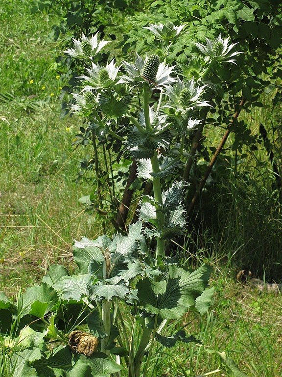 Miss Willmott's ghost (Eryngium giganteum) growing guides