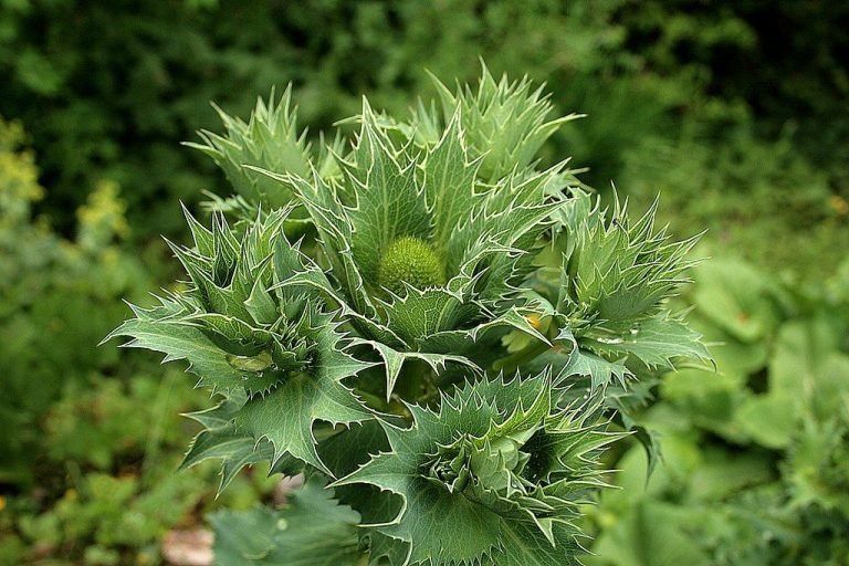 Miss Willmott's ghost (Eryngium giganteum) growing guides
