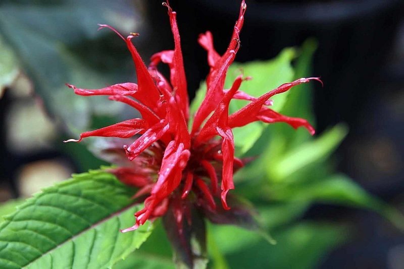 Monarda 'Jacob Cline' (Monarda 'Jacob Cline')