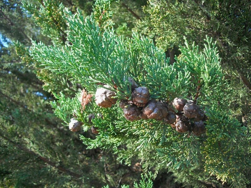 Monterey cypress (Cupressus macrocarpa)