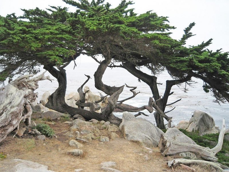 How to plant Monterey cypress (Cupressus macrocarpa)_1