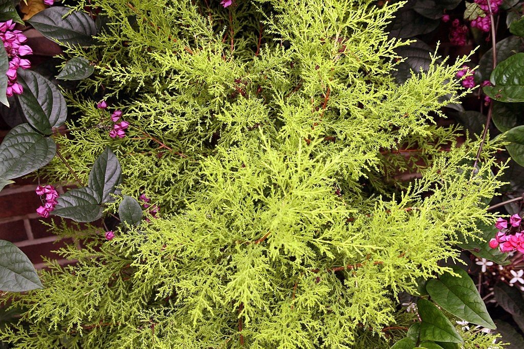 Monterey cypress 'Goldcrest' (Cupressus macrocarpa 'Goldcrest