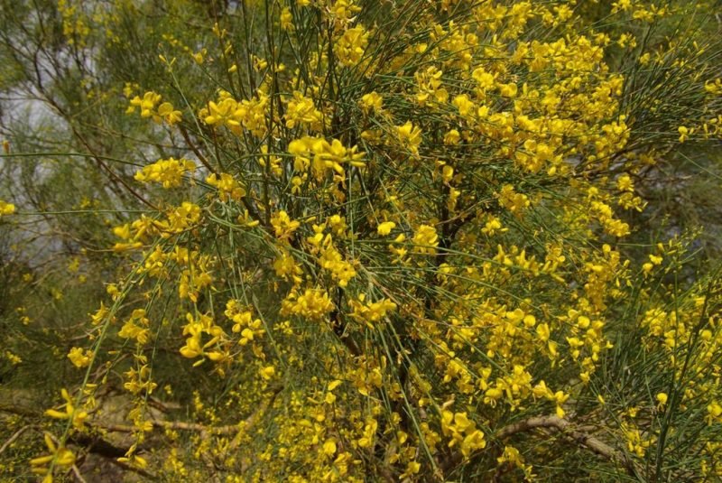 Mount Etna broom (Genista aetnensis)