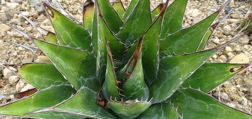 Mountain agave (Agave montana)
