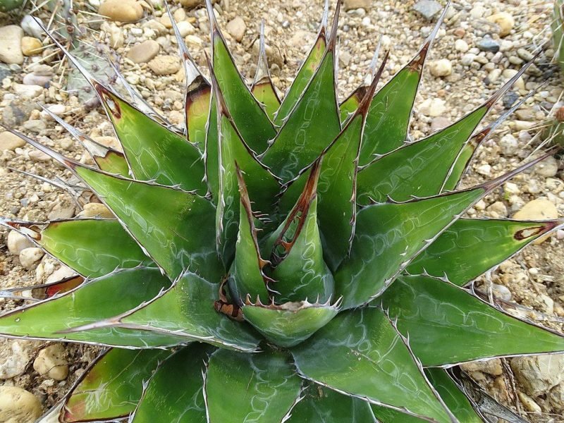 Mountain agave (Agave montana)