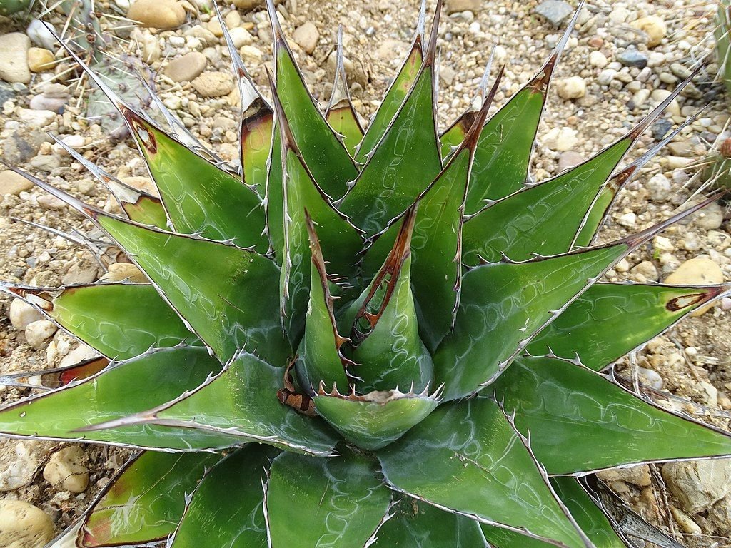 Mountain agave (Agave montana)
