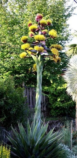 How to plant Mountain agave (Agave montana)_1