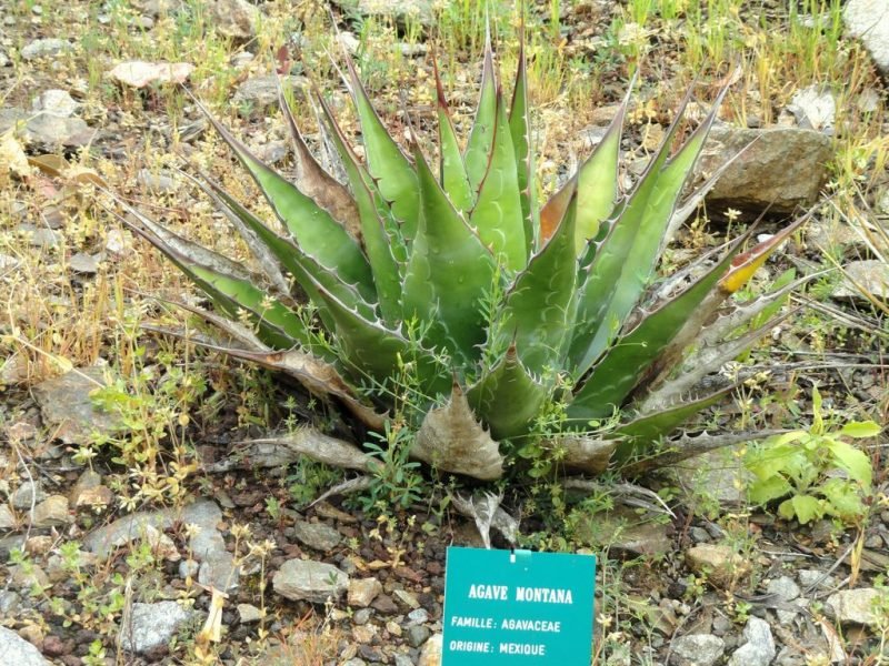 Where to plant Mountain agave (Agave montana)_2