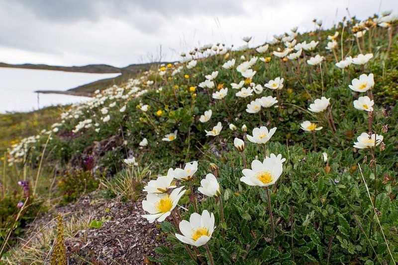 Mountain avens (Dryas octopetala)