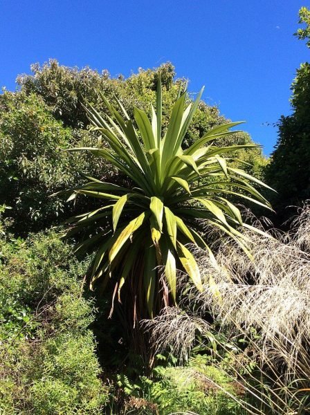 Mountain cabbage tree (Cordyline indivisa)