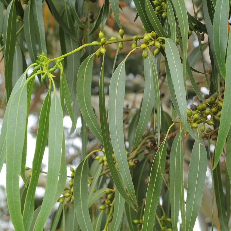 Mountain gum (Eucalyptus dalrympleana)
