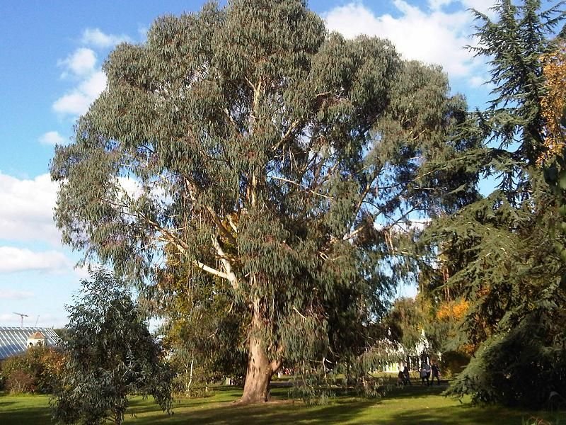 How to plant Mountain gum (Eucalyptus dalrympleana)_1