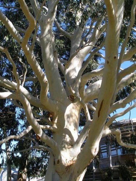 Where to plant Mountain gum (Eucalyptus dalrympleana)_2