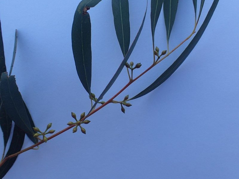 Narrow-leaved black peppermint (Eucalyptus nicholii)