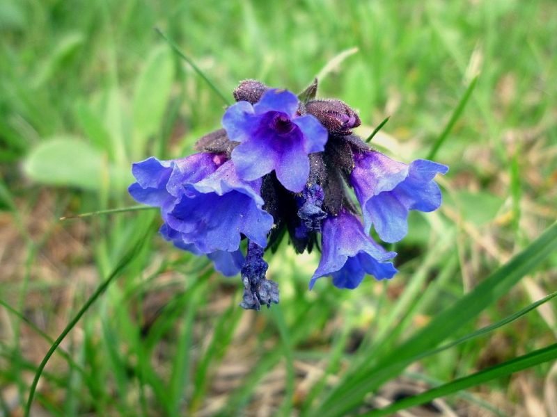 Narrow-leaved lungwort (Pulmonaria longifolia)