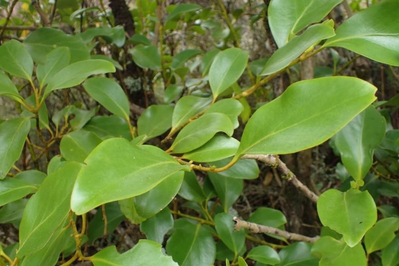 New Zealand broadleaf (Griselinia littoralis)