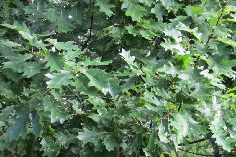 Northern pin oak (Quercus ellipsoidalis)