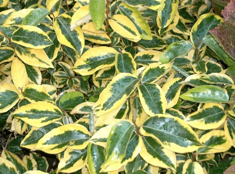 Oleaster 'Gilt Edge' (Elaeagnus × submacrophylla 'Gilt Edge')