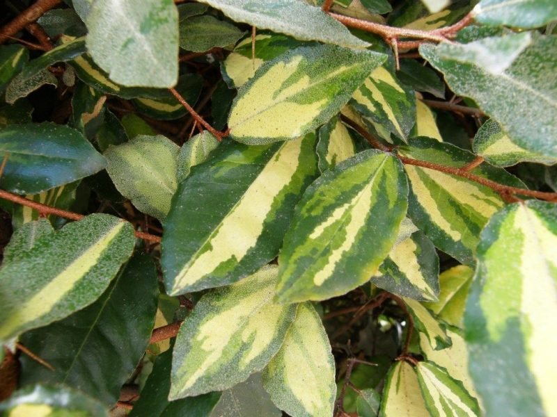 Oleaster 'Maculata' (Elaeagnus pungens 'Maculata')