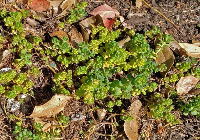 Oregon stonecrop (Sedum oreganum)