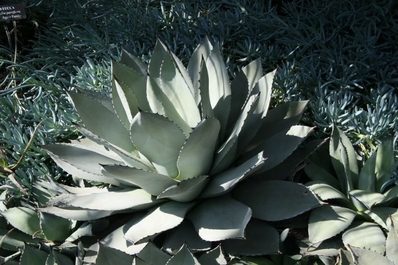 Parry's agave (Agave parryi)