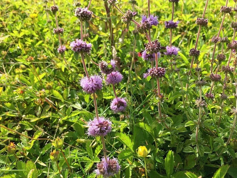 Pennyroyal (Mentha pulegium)