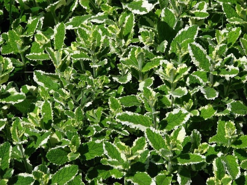 Pineapple mint (Mentha suaveolens 'Variegata')