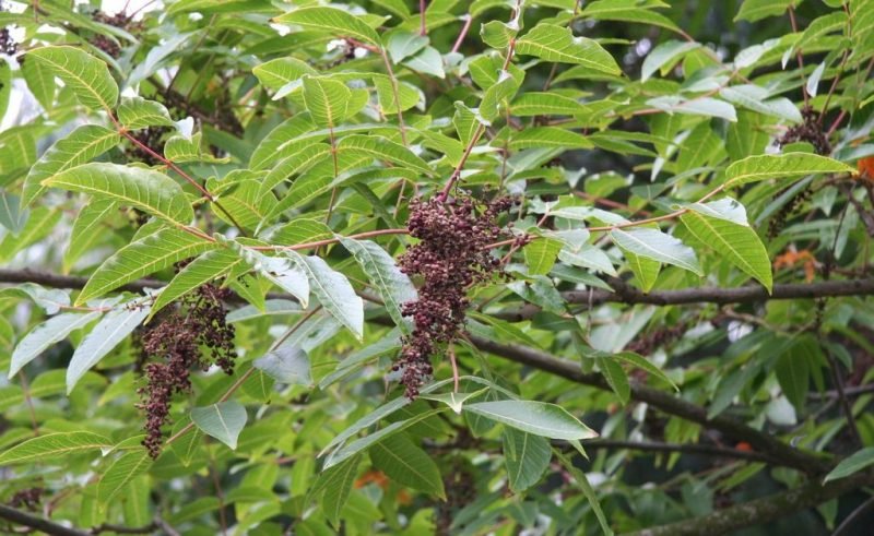 Potanin's sumac (Rhus potaninii)