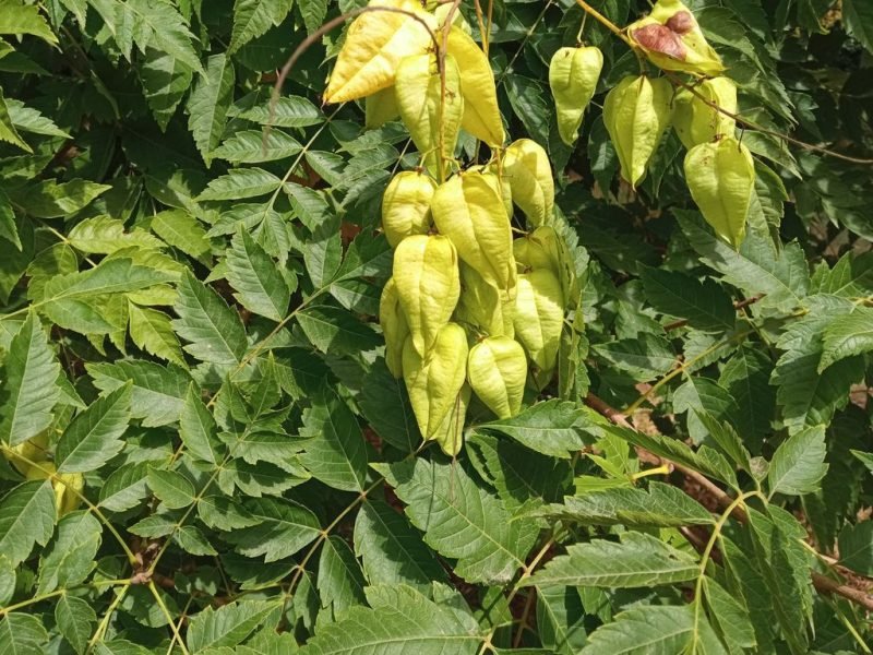 Pride of India (Koelreuteria paniculata)
