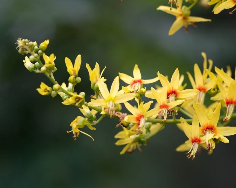 Pride of India 'Rose Lantern' (Koelreuteria paniculata 'Rose Lantern')