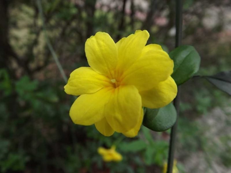Primrose jasmine (Jasminum mesnyi)