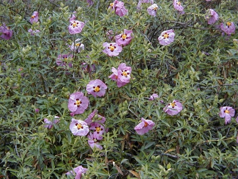 Purple-flowered rock rose (Cistus × purpureus)