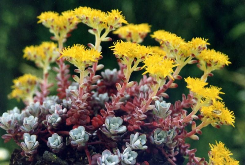 Purple spoon-leaved stonecrop (Sedum spathulifolium 'Purpureum')