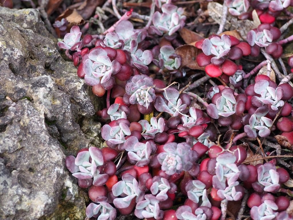 Purple spoonleaved stonecrop (Sedum spathulifolium 'Purpureum