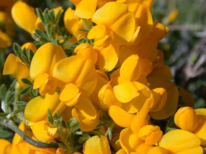 Pygmy broom (Cytisus ardoinoi)